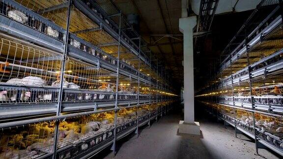 一个家禽工厂的走廊两边都是高笼肉鸡