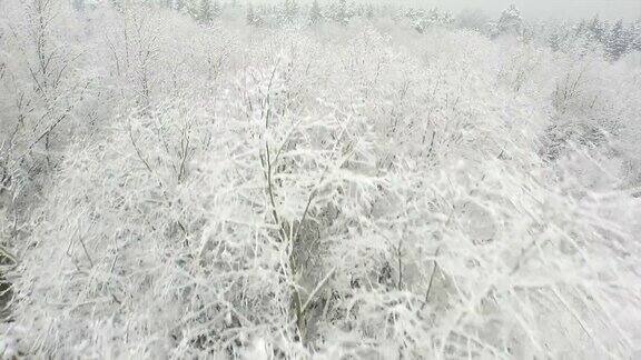 美丽的冬季森林被新雪覆盖