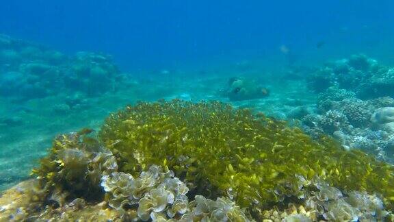 在阳光下一群幼年兔子鱼在浅水中游过珊瑚礁珊瑚礁上方的诱饵球4k-60fps河豚(篮子鱼科)