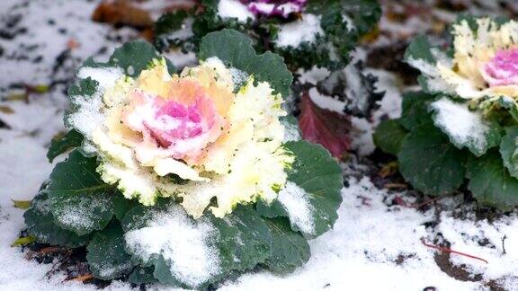 美丽的大花在南方地区的雪