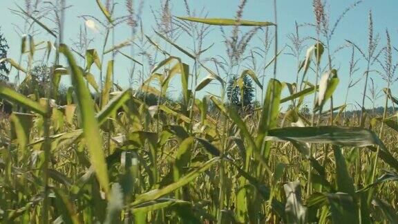 农场万向架上的玉米田沿成熟的玉米杆进行拍摄