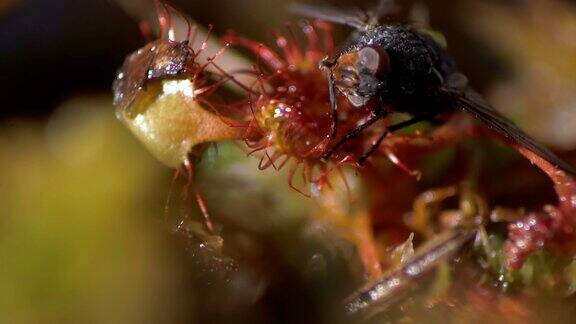 特写镜头茅膏菜植物这只苍蝇成了一种食虫植物的牺牲品
