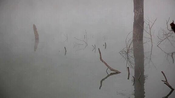 湖里有棵枯树
