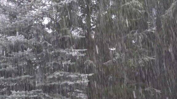雪花飘落在云杉的树枝上