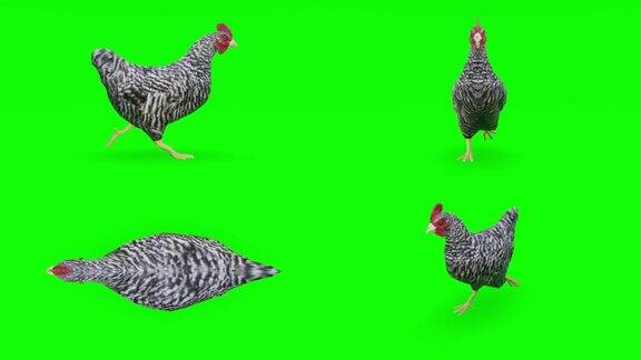 绿色屏幕上奔跑的小鸡动物野生动物游戏回到学校3d动画短视频电影卡通有机色度键人物动画设计元素主题集