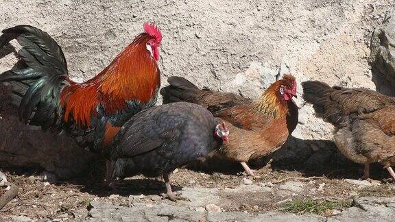 来自斯洛文尼亚的阿尔斯特耶尔母鸡和自由放养农场的戴头盔的珍珠鸡