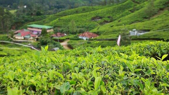 绿茶种植园景观Munnar喀拉拉邦印度