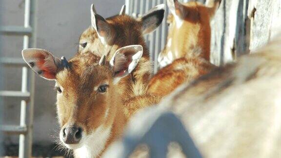 动物园里的Nilgai(boselaphustragocamelus)