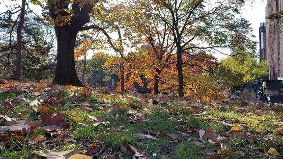 布鲁克林公园的秋日