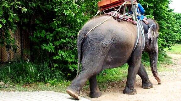 大象徒步雨林之旅