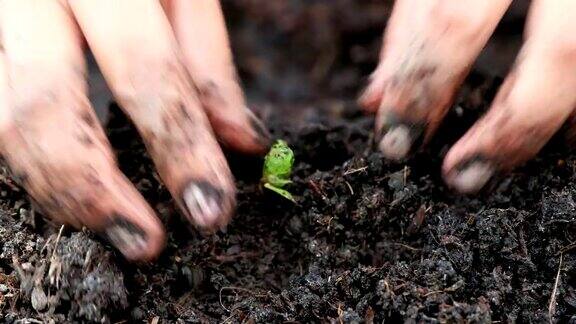 园丁的双手正在耕耘的土壤中播种新芽