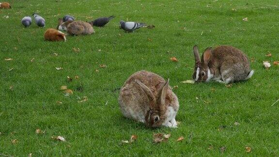 兔子鸽子和天竺鼠在草地上的户外动物4K