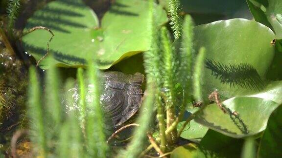 阳光下的湖里的乌龟