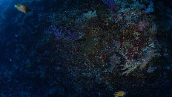 深海珊瑚礁