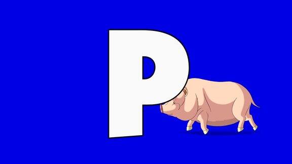 字母P和猪(背景)
