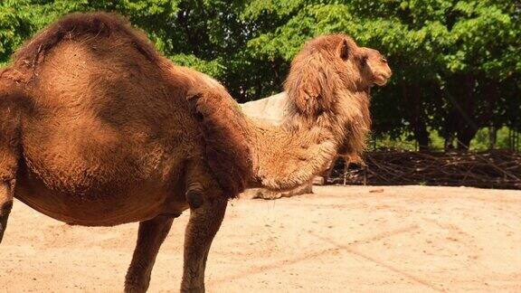 嚼草骆驼头与自然背景野生动物野生动物园公园