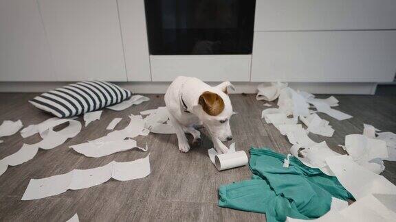 一只生下杰克罗素的有趣的狗狗把东西扔在厨房的地板上主人不在的时候这只宠物把公寓弄得一团糟