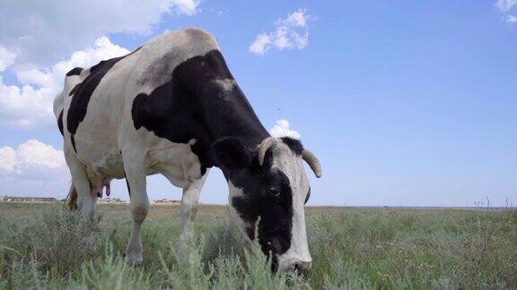 黑白奶牛在草地上吃草农业和畜牧业