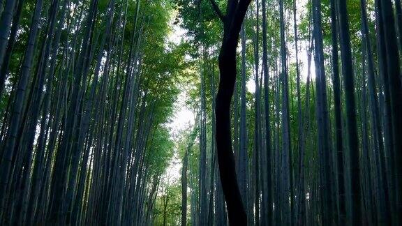 京都岚山冬日清晨的竹林小径