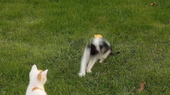 两只小猫在草地上玩耍