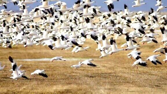 雪雁聚在一起春天迁徙野鸟飞翔