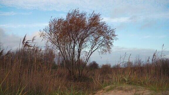 树在风中沙丘在秋天
