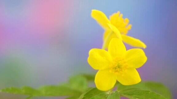 近距离观察黄色的银莲花