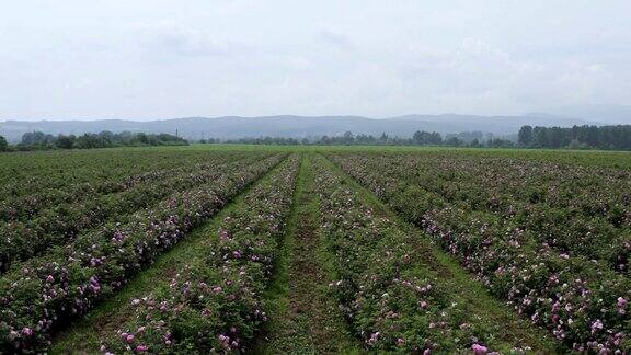 鸟瞰图的农业与采摘玫瑰精油生产