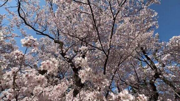 日本的樱花