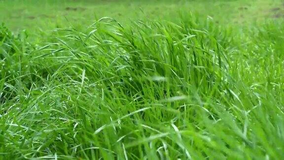 大自然的草甸被风吹得慢慢摇曳绿油油的草地随风摇曳随风摇曳慢动作