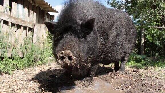 黑越南猪在猪圈里休息、睡觉在一个阳光明媚的日子里又大又壮的黑猪一家人
