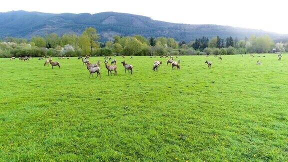 野生动物近距离观察大群麋鹿在草地丘陵