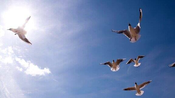 蔚蓝的天空中有一群海鸥