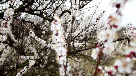 盛开的树春天公园的树上开着白花春天的花园