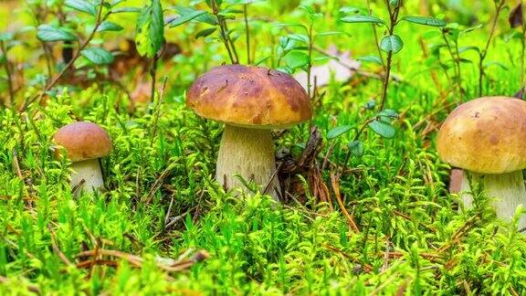 苔藓中的森林蘑菇4k延时