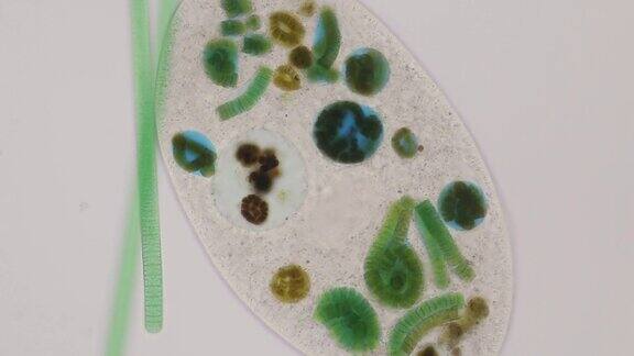 在显微镜下Frontoniasp.是一种自由生活的单细胞纤毛虫原生生物
