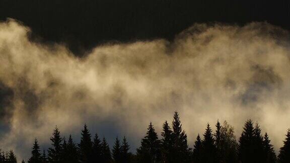 晨雾缭绕的森林自然美丽的自然景观在山中背景