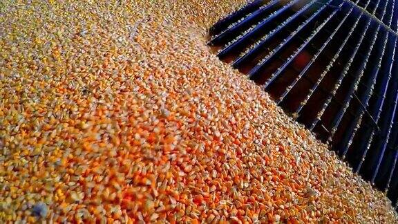 玉米乙醇加工厂升降机装载玉米谷物