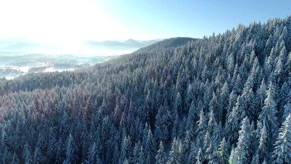 白雪覆盖的云杉森林鸟瞰图