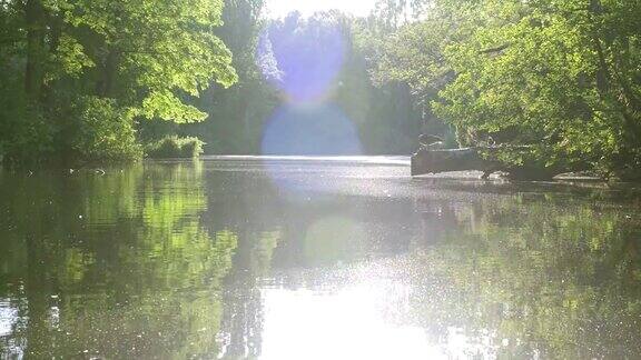 阳光倒影鸭子在池塘里游泳