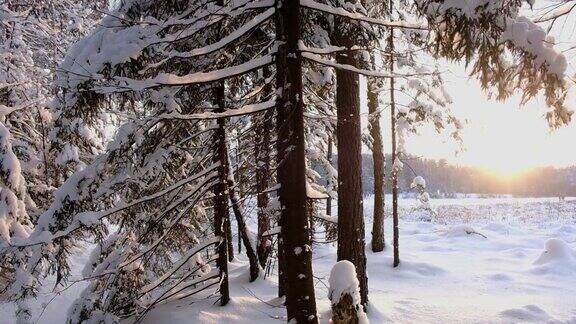 冬日森林边缘的夕阳北方美丽的雪景