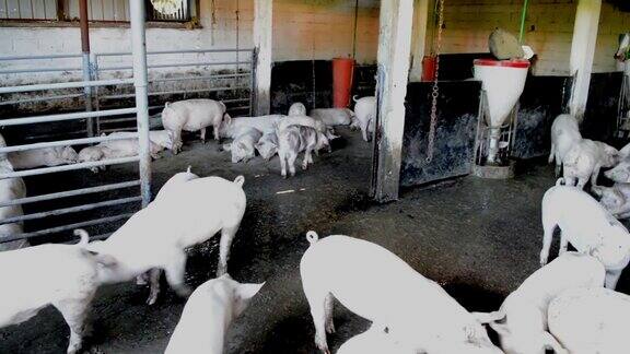 农场猪圈里的白猪