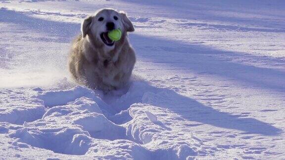 漂亮的狗在雪中玩耍