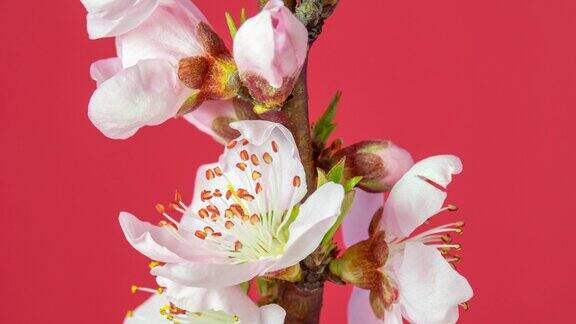 在一个水平格式的延时4k视频中桃花盛开的红色背景向上移动和旋转桃李在春天开花的视频