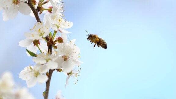 慢动作飞行蜜蜂覆盖花粉收集白樱桃花花蜜满身花粉的蜜蜂正在给花授粉蜜蜂飞在苹果花周围收集花蜜花粉