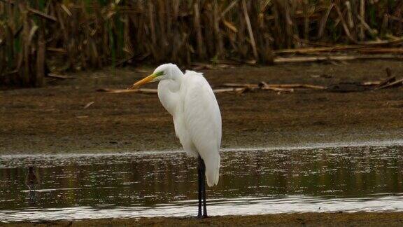 鸟-大白鹭(Ardeaalba)站在沼泽和休息