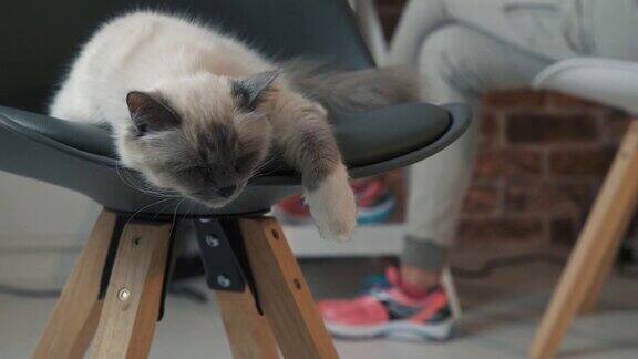 可爱的小猫在椅子上睡觉