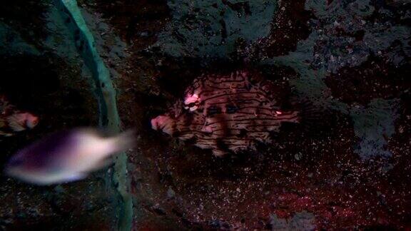 水中的流苏琵琶鱼