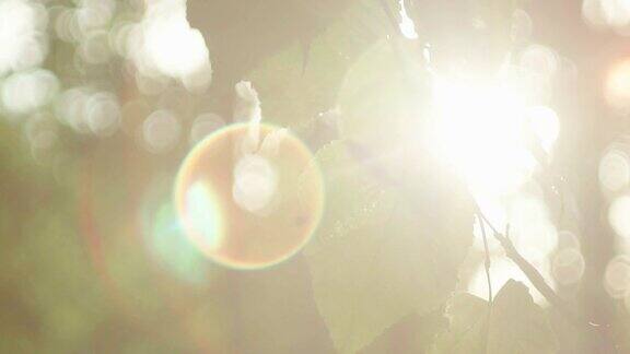 阳光透过蕨类植物闪烁