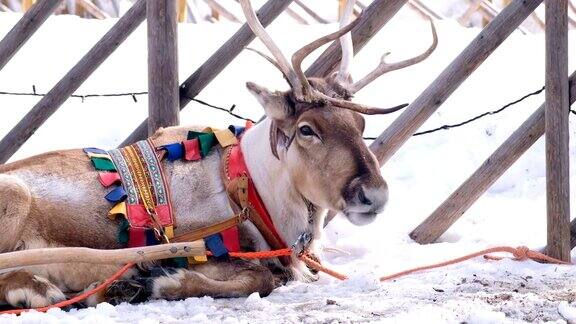 4K慢镜头:近距离拍摄驯鹿的脸正在呼吸驯鹿雪橇被绑在雪里罗凡尼米芬兰